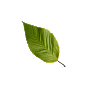 Section logo